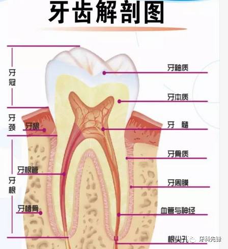 點解同樣嘅治療項目醫生收費唔同？澳門牙醫