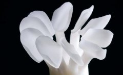 不同材質牙貼面嘅特性