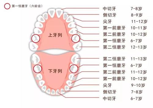 六齡齒