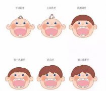 父母都需要知道乳牙知識